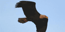 Bald Eagles