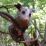 Mammal Species List