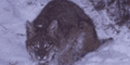 Bobcat