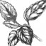 Colonial Kitchen Gardens