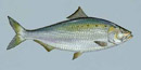 American Shad