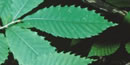 The green sharply serrated leaves of chestnut shoots can be found throughout the park.