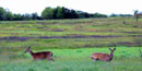 Two deer stand in the tall grass in Big Meadows.