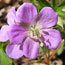 Wild Geranium
