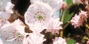 A closeup view of the delicate pink blooms of Mountain Laurel