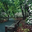 A wooden bench surrounded by a splendor of blooming mountain laurel on accessible Limberlost Trail. A wooden bench surrounded by a splendor of blooming mountain laurel on accessible Limberlost Trail.