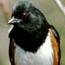 Download park species lists...