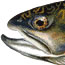 brook trout image