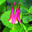A wild columbines blooms in brilliant red against dark green leaves.