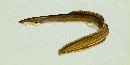 American Eel