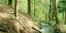 A forest stream in New York near the start of the Delaware River