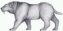 Sketch by Michael Panno of a gracile sabertooth cat, Smilodon gracilis