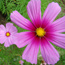 Cosmos at Weir Farm NHS