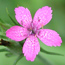 Purple Flower