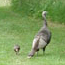 Turkeys at Weir Farm NHS