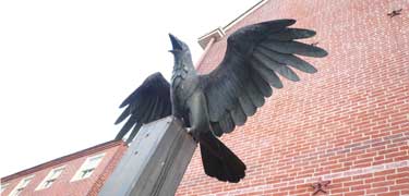 Photo of raven statue Photo of raven statue