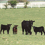 Angus cattle grazing on the Eisenhower Farm.