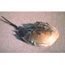 Horseshoe Crabs