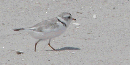 Piping Plover on sandy beach. Piping Plover on sandy beach.