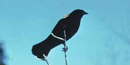 Redwing blackbird Redwing blackbird