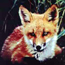 Fire Island Mammals