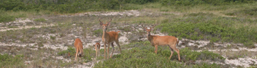 Four deer graze on sparse barrier island vegetation.