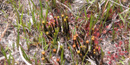 Close-up view of pinkish sundew plants, bright green mosses, and spike-like leaves of other plants. Close-up view of pinkish sundew plants, bright green mosses, and spike-like leaves of other plants.