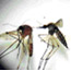 Avoid Mosquitoes
