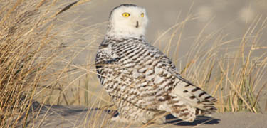 Snowy owls are visiting all parts of Gateway this season! Joe Reynolds took this photo at Sandy Hook (used by permission).