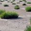 Restoring an Urban Marsh Ecosystem