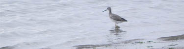 willet