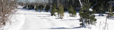 FBF_snow_saplings_100