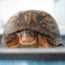 Reptiles