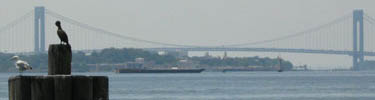 cormorant_verrazano_100