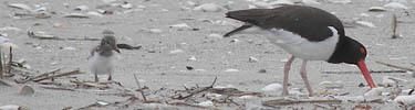least_tern_and_chick_100