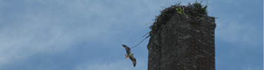 osprey_and_nest_100