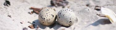 plover_eggs_100