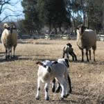 Colonial Farm with livestock Colonial Farm with livestock