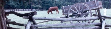 Ox in field at George Washington Birthplace