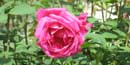 Flower Flower