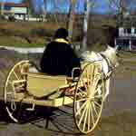 Horse-drawn Cart on Road
