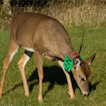 Chronic Wasting Disease
