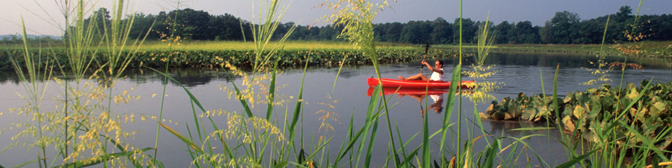 A kayaker paddles on the Patuxent River at the Jug Bay Natural Area. Photo by Middleton Evans.