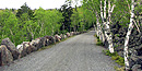The wide carriage road is lined by the spring foliage of birch trees. The wide carriage road is lined by the spring foliage of birch trees.