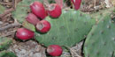 Prickly pear cactus is native to dry, sandy areas on Assateague Island. 4 kb Prickly pear cactus is native to dry, sandy areas on Assateague Island. 4 kb