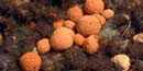 Sea pork are orange, blob-like critters related to sea squirts. 5 kb Sea pork are orange, blob-like critters related to sea squirts. 5 kb