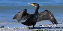 Double-crested Cormorant Rests at Boston Harbor Islands Double-crested Cormorant Rests at Boston Harbor Islands
