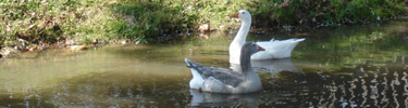 Geese swimming in a small pond.