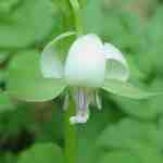Nodding Trillium along the Valley Creek Trail, Credit Debby Clark and Ed Berg