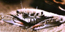 Blue Crab Blue Crab
